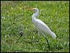 west_cattle_egret_21428