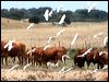 west_cattle_egret_52994