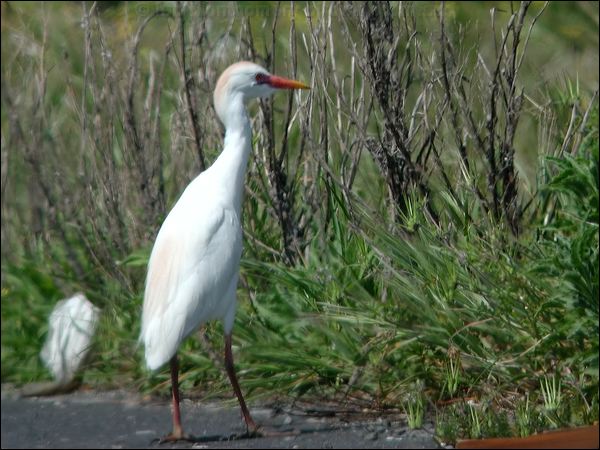 Western Cattle Egret west_cattle_egret_04796.psd