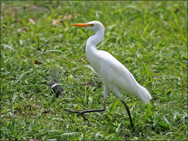 Western Cattle Egret west_cattle_egret_21428.jpg