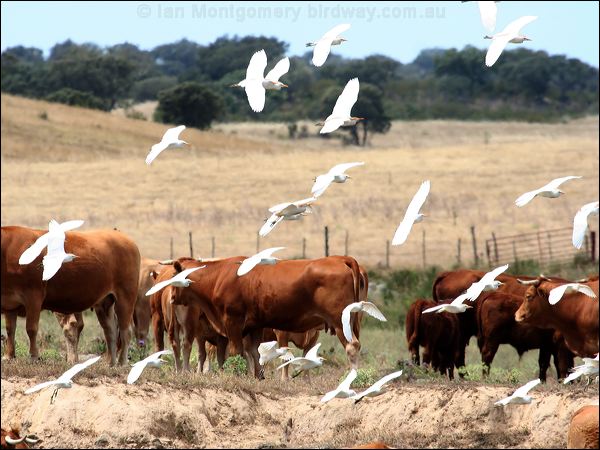 Western Cattle Egret west_cattle_egret_52994.jpg