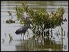western_reef_egret_160323
