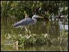 western_reef_egret_160327