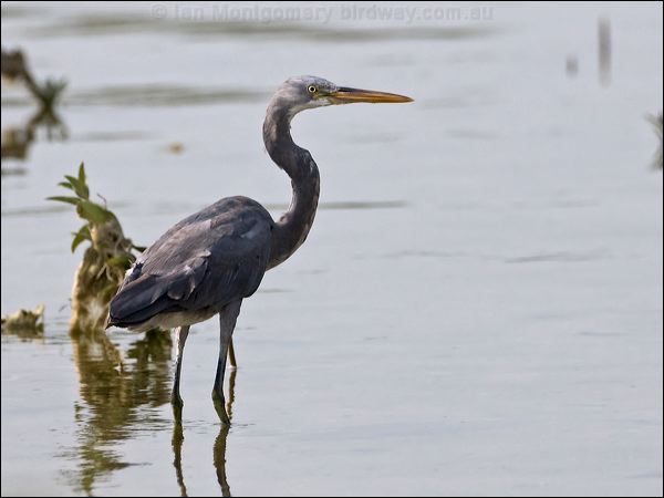 Western Reef Egret western_reef_egret_160320.psd