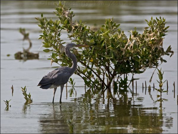 Western Reef Egret western_reef_egret_160323.psd