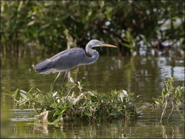 Western Reef Egret western_reef_egret_160327.psd