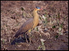 whistling_heron_203317