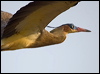 whistling_heron_203323