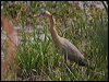 whistling_heron_203683