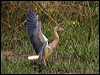 whistling_heron_203690