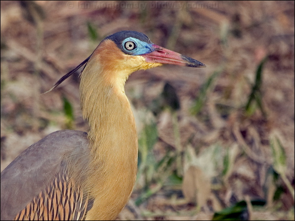 Whistling Heron whistling_heron_203315.psd