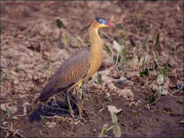 Whistling Heron whistling_heron_203317.psd
