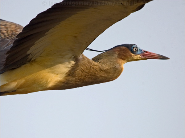 Whistling Heron whistling_heron_203323.psd
