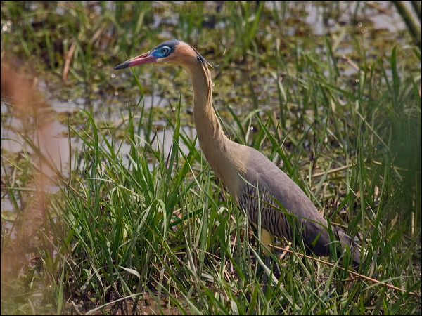 Whistling Heron whistling_heron_203683.psd