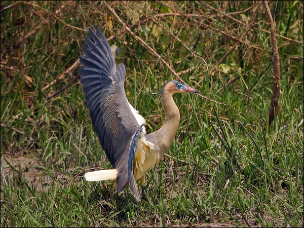 Whistling Heron whistling_heron_203690.psd