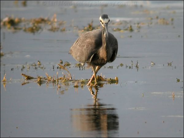 White-faced Heron white_faced_heron_07340.jpg