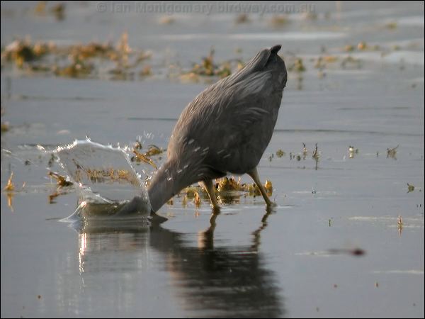 White-faced Heron white_faced_heron_07341.jpg