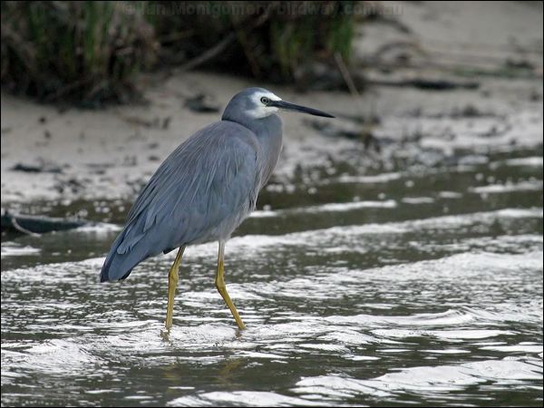 White-faced Heron white_faced_heron_11780.jpg