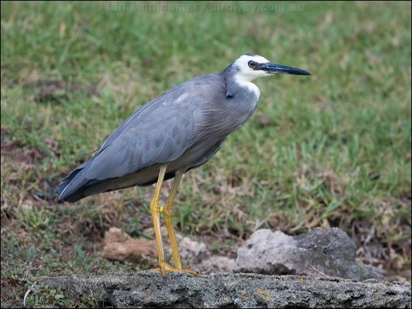 White-faced Heron white_faced_heron_140132.psd
