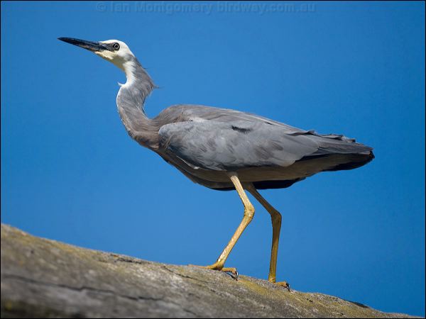 White-faced Heron white_faced_heron_140152.psd