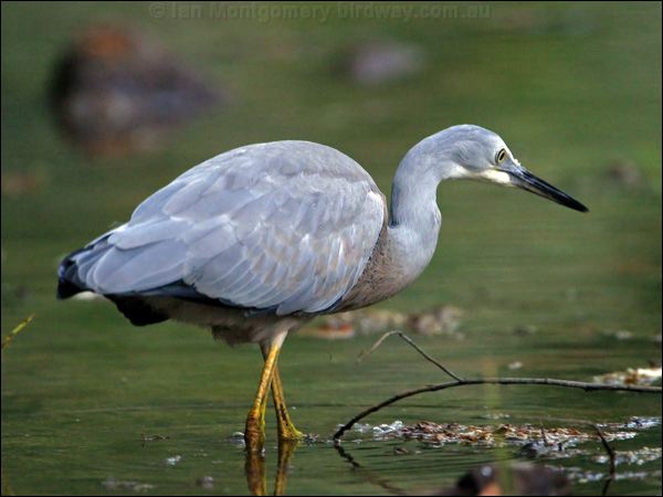 White-faced Heron white_faced_heron_14417.jpg