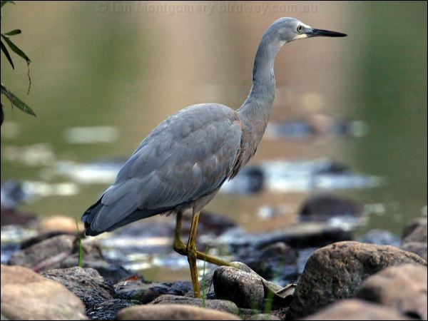 White-faced Heron white_faced_heron_14434.jpg