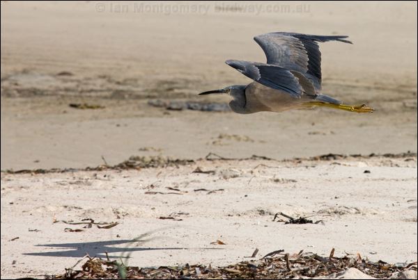 White-faced Heron white_faced_heron_85486.psd