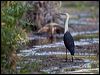 white_necked_heron_150834