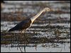 Click here to enter gallery and see photos of White-necked Heron