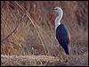 white_necked_heron_91670