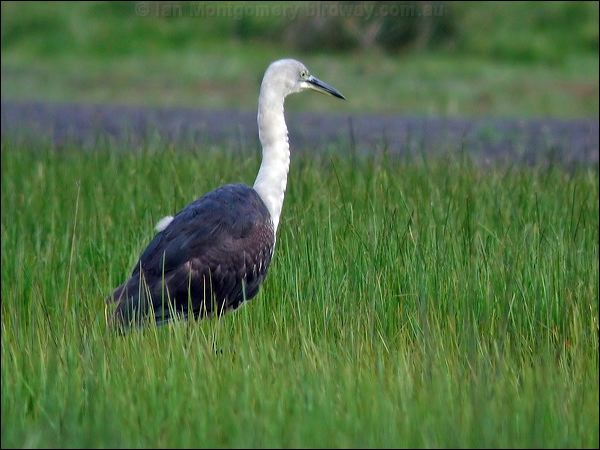 White-necked Heron white_necked_heron_02195.jpg