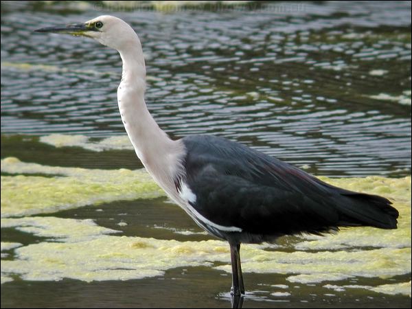 White-necked Heron white_necked_heron_08151.jpg