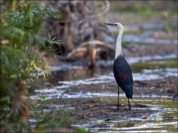 White-necked Heron white_necked_heron_150834.psd