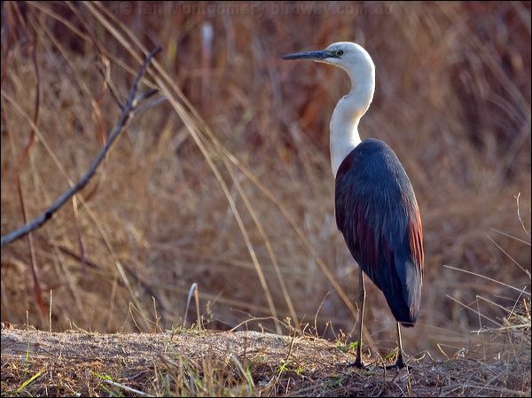 White-necked Heron white_necked_heron_91670.psd
