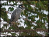 yecrown_night_heron_112665