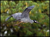 yecrown_night_heron_112668