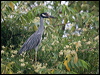 yecrown_night_heron_112670