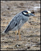 yecrown_night_heron_27382