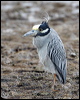 yecrown_night_heron_27388