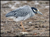 yecrown_night_heron_27393
