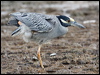 yecrown_night_heron_27395