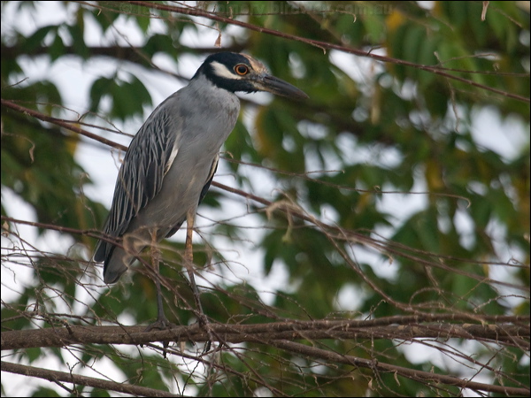 Yellow-crowned Night Heron yecrown_night_heron_112665.psd