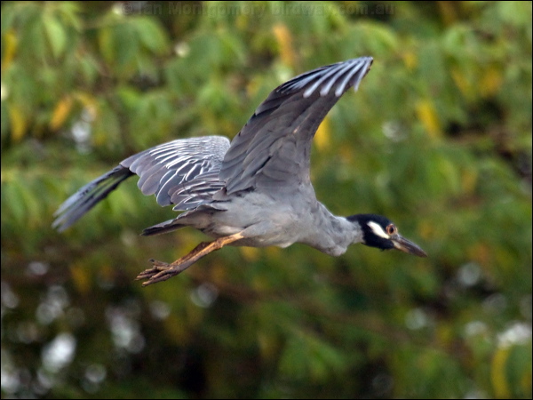 Yellow-crowned Night Heron yecrown_night_heron_112668.psd