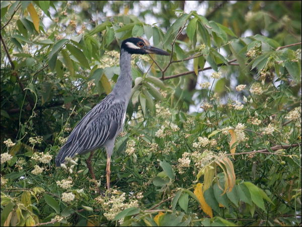 Yellow-crowned Night Heron yecrown_night_heron_112670.psd