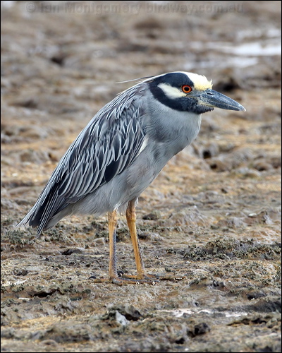 Yellow-crowned Night Heron yecrown_night_heron_27382.jpg