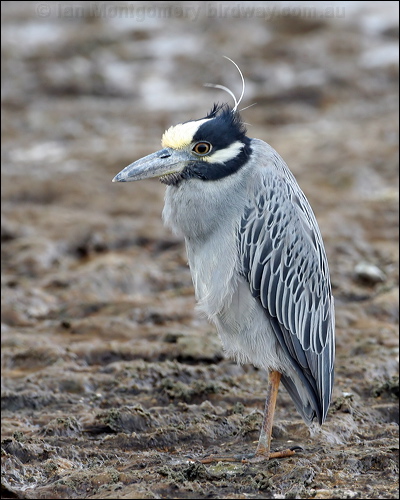 Yellow-crowned Night Heron yecrown_night_heron_27388.jpg