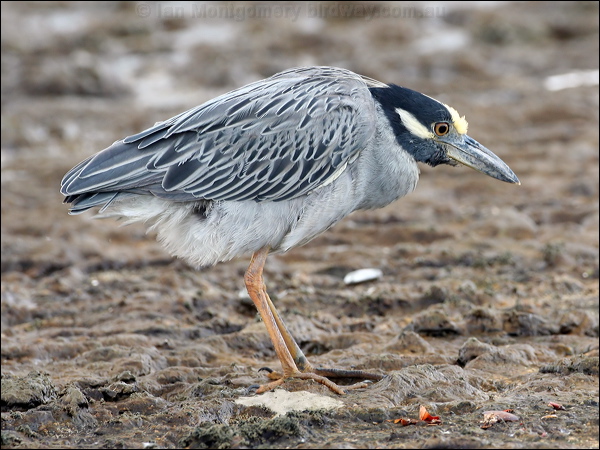 Yellow-crowned Night Heron yecrown_night_heron_27393.jpg