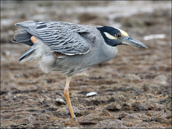 Yellow-crowned Night Heron yecrown_night_heron_27395.jpg