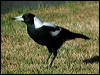 australian_magpie_00884