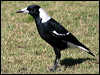 australian_magpie_13990